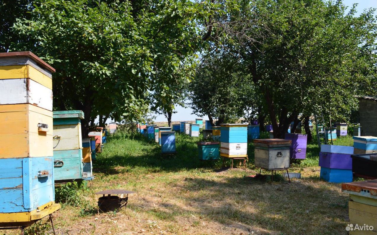 Мёд, сотовый мёд, пыльца, перга, пчелосемьи купить на Зозу.ру - фотография № 2