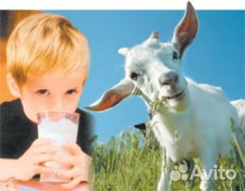 Козье молоко в Абакане купить на Зозу.ру - фотография № 3