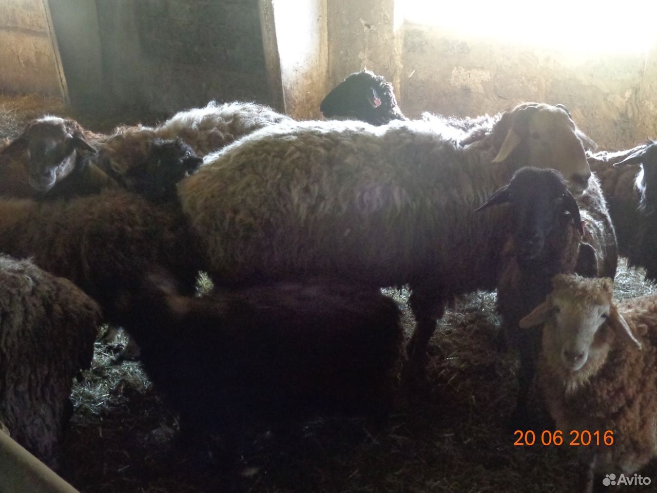 Курдючные овцы,бараны купить на Зозу.ру - фотография № 3