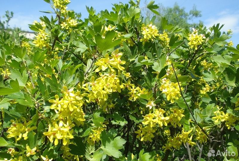 Золотистая смородина фото во время цветения и плодоношения