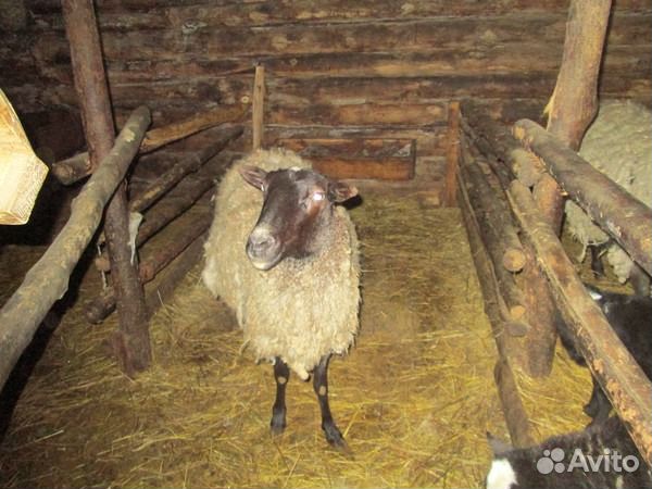 Продам ягнят, овечек купить на Зозу.ру - фотография № 6