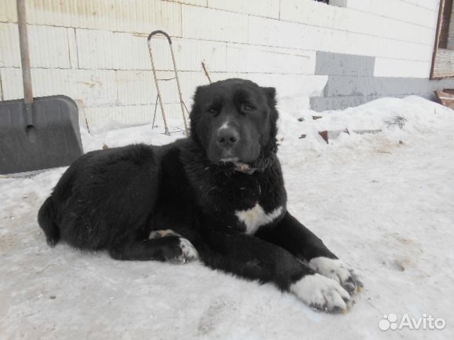 Купить Алабая В Орловской Области