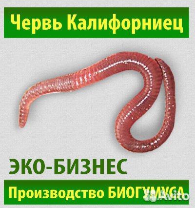 Ккч-Eisenia foctida-калифорнийские черви купить на Зозу.ру - фотография № 1