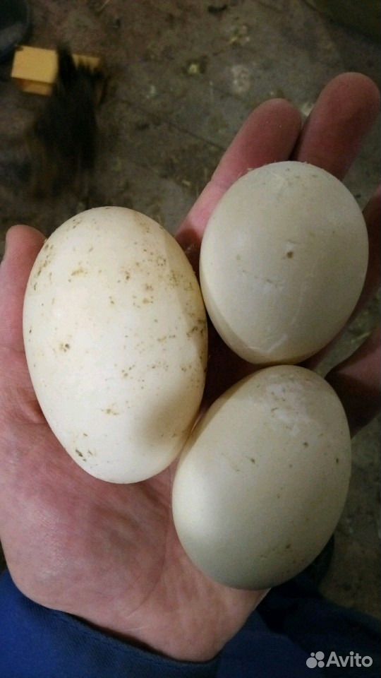 Яйцо индоутки купить на Зозу.ру - фотография № 1