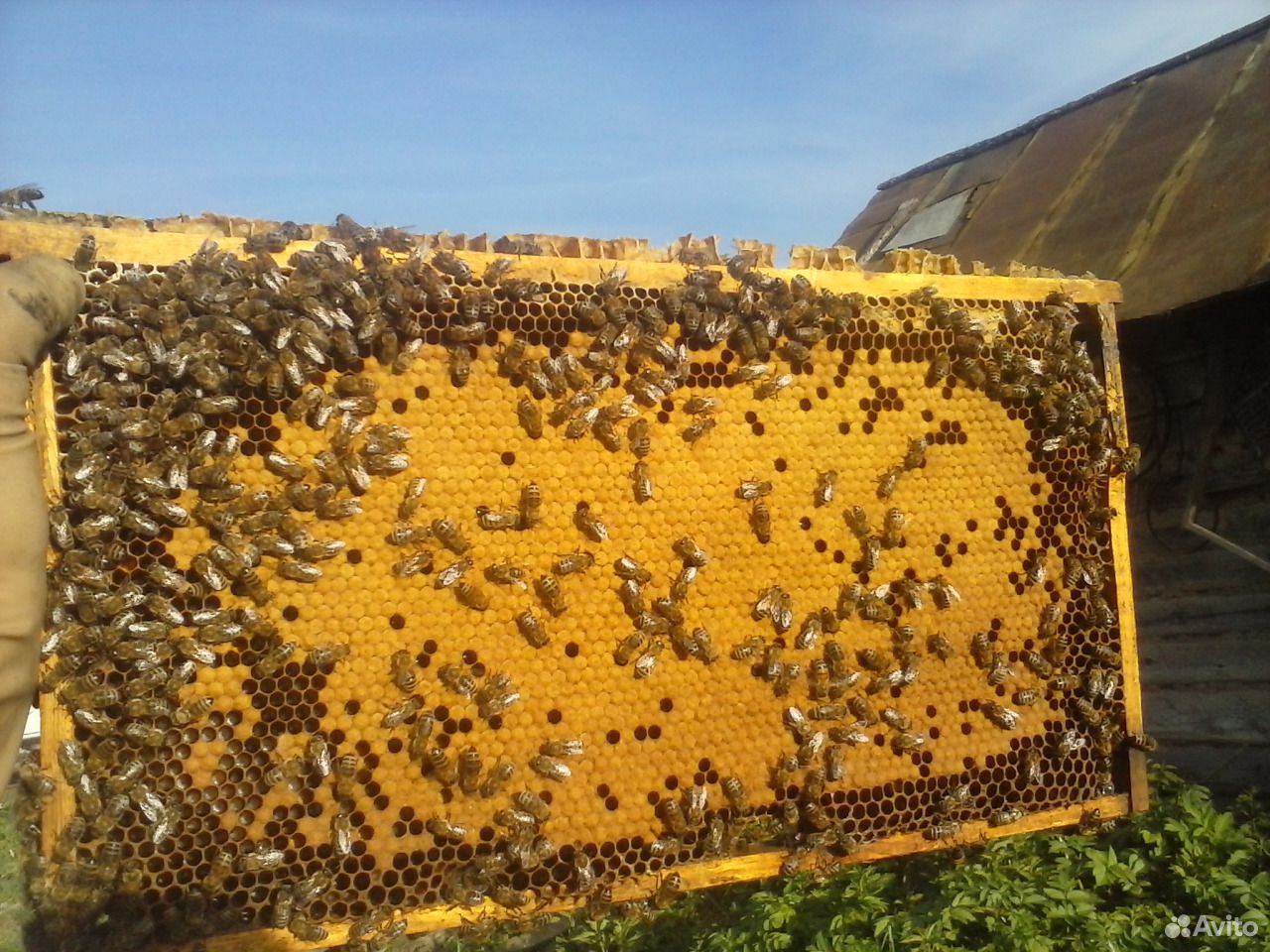 Пчелопакеты Карпатка на высадку на рамке Рута 3+1 купить на Зозу.ру - фотография № 1