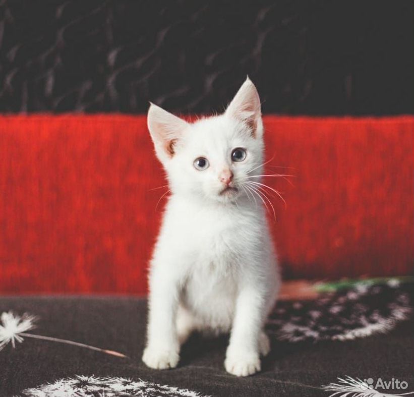 Белоснежные котята - плюшевые мальчики купить на Зозу.ру - фотография № 1
