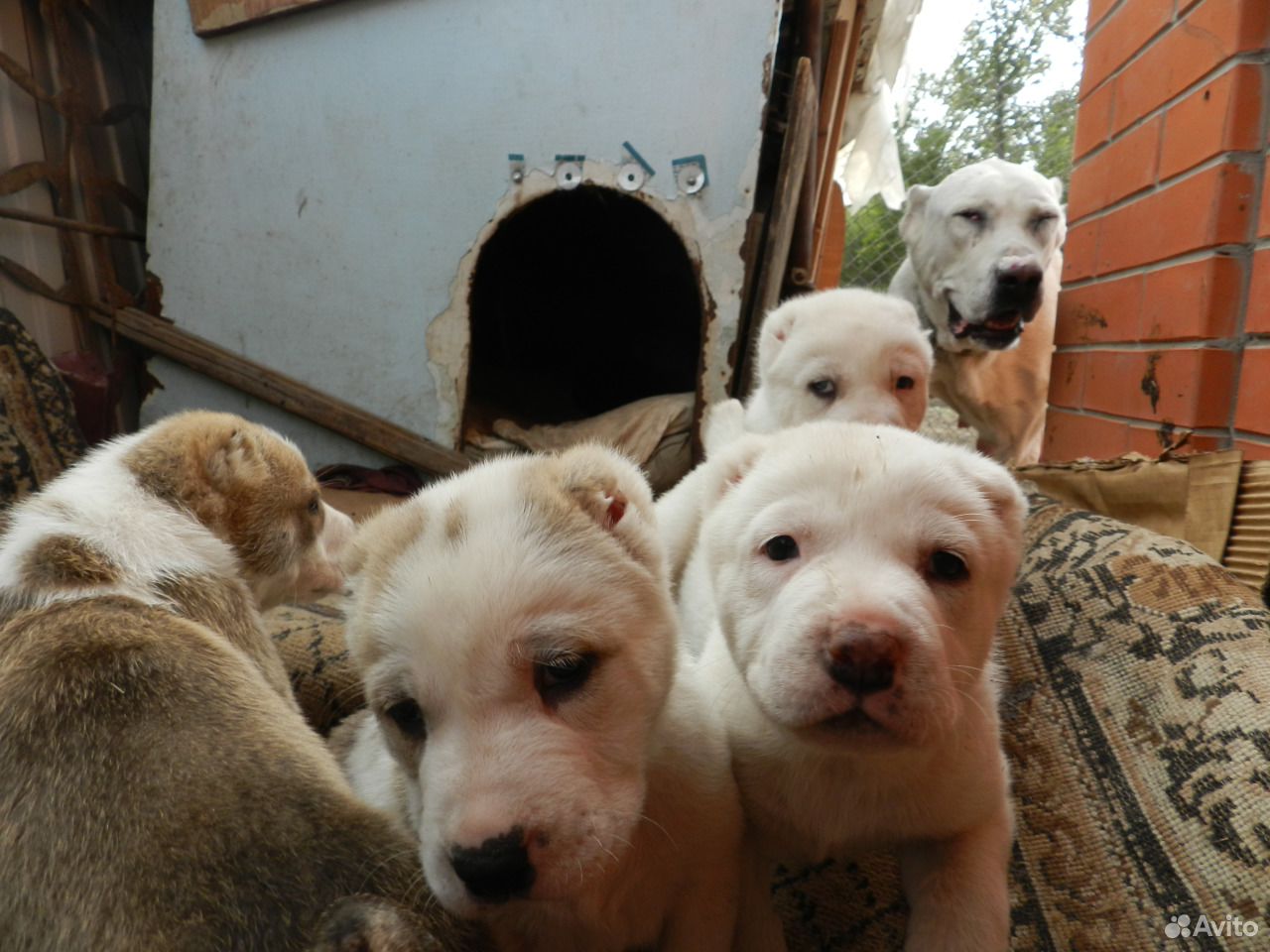 Алабай щенки купить на Зозу.ру - фотография № 9