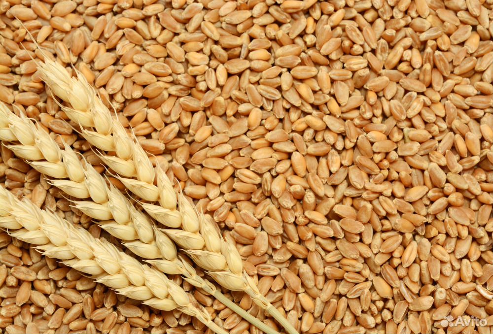 Плотноколосая пшеница. Арпа ячмень. Ячмень ядрица. Пшеница продовольственная. Зерно купить нижний новгород