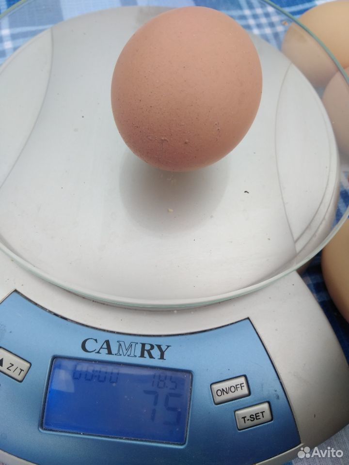 Домашние куриное яйцо,инкубационное яйцо,цыплята купить на Зозу.ру - фотография № 7