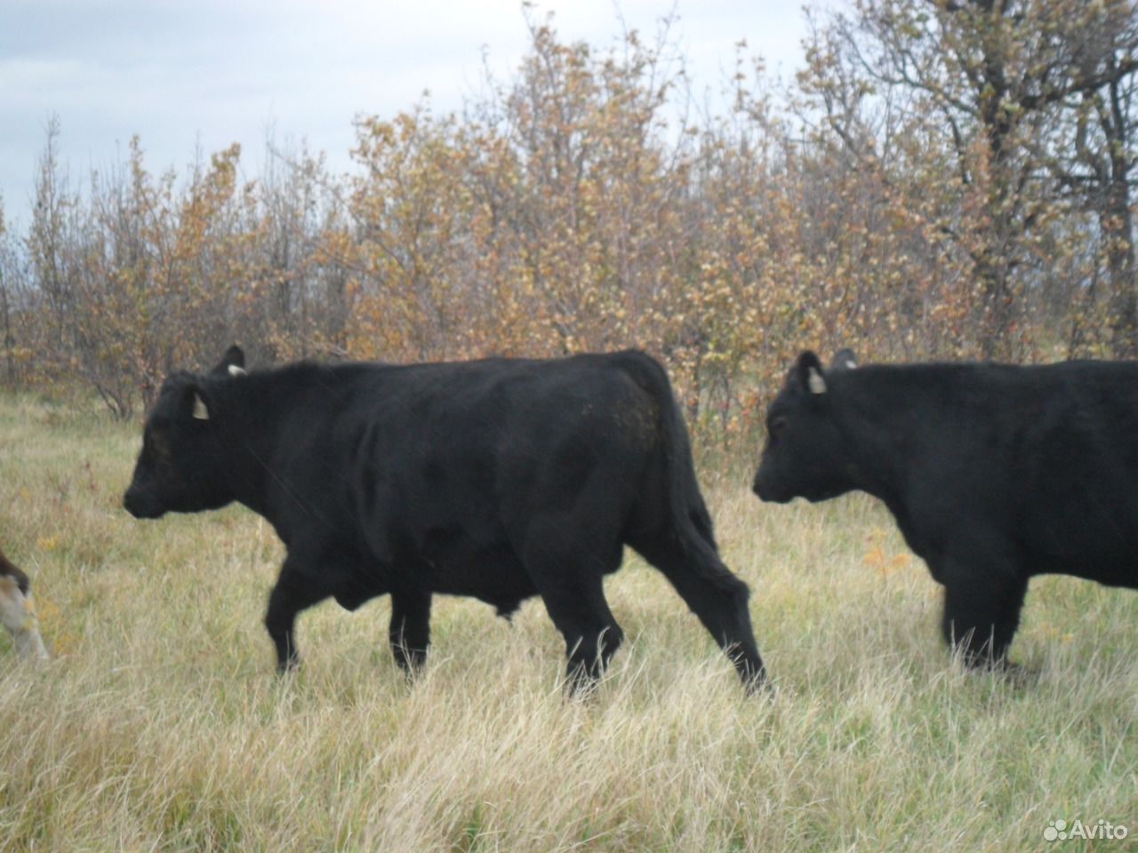 Абердин-ангусские бычки купить на Зозу.ру - фотография № 8