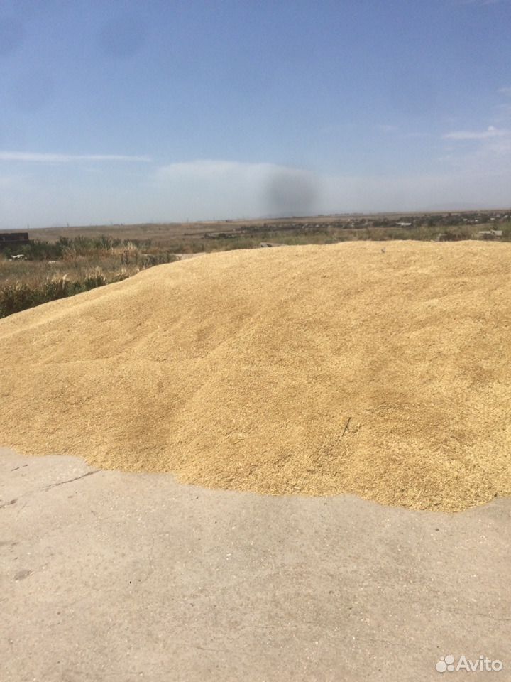 Ячмень пшеница купить на Зозу.ру - фотография № 2