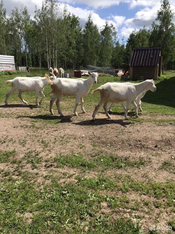 Козы молочные, козлята, Овцы, ягнята купить на Зозу.ру - фотография № 5