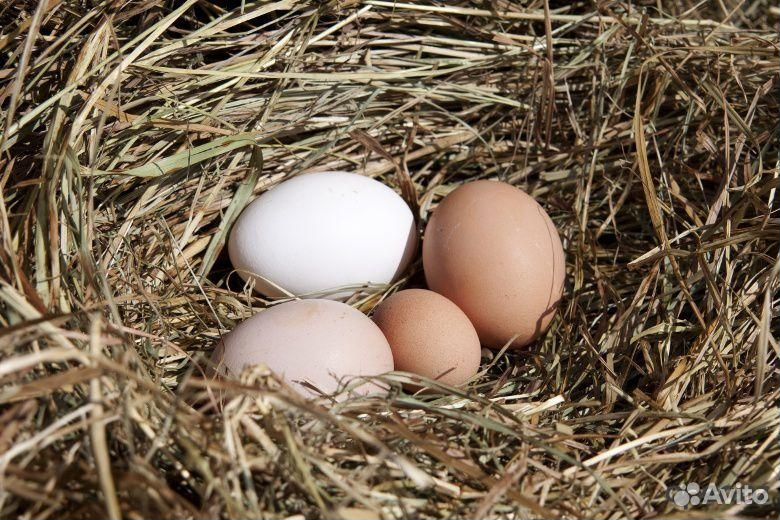 Яйцо куриное купить на Зозу.ру - фотография № 4