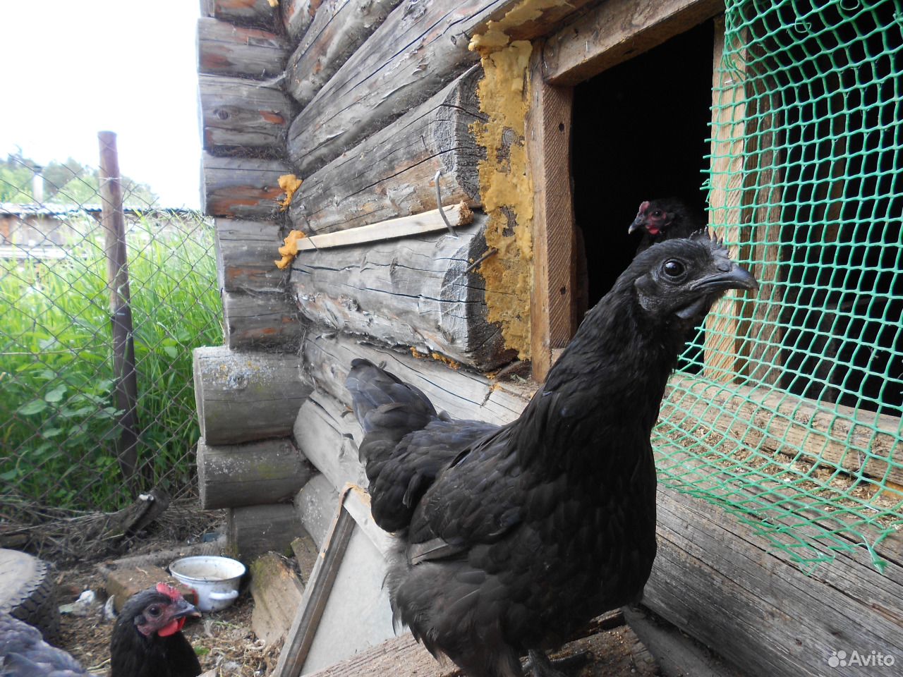 Цыплята и яйца лечебных кур купить на Зозу.ру - фотография № 3