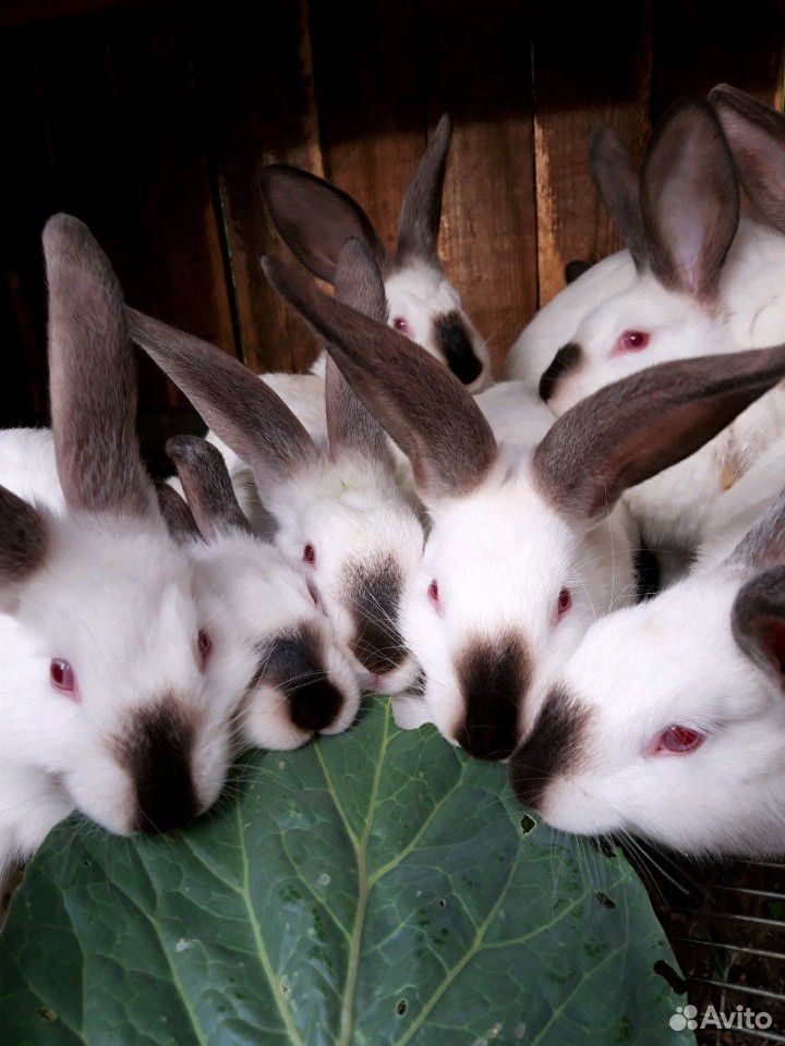 Кролики на племя купить на Зозу.ру - фотография № 1