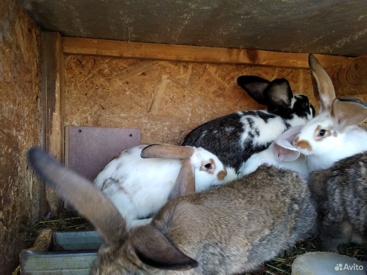 Мясо кролика, а также кролики на племя купить на Зозу.ру - фотография № 1