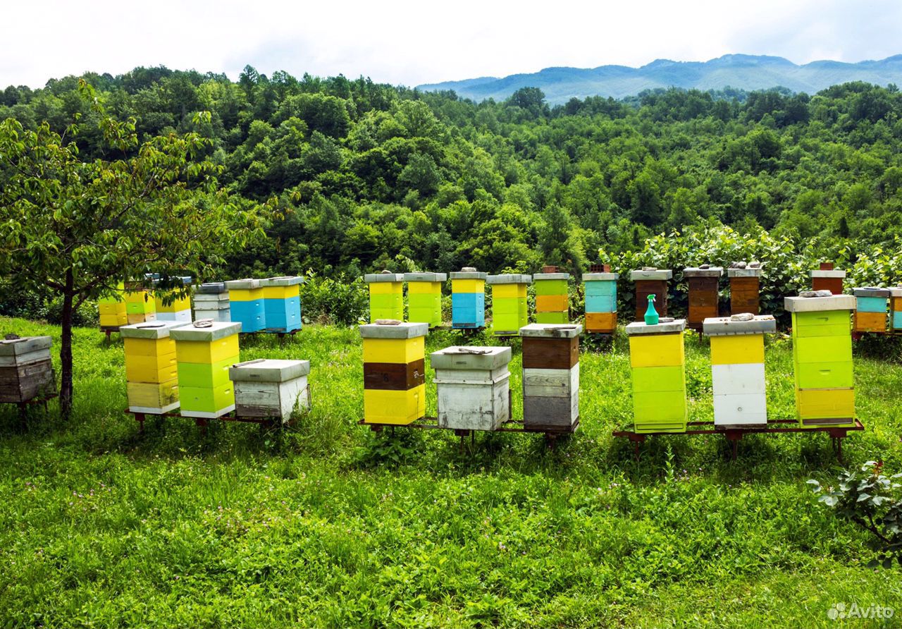 Пчеловоды купить на Зозу.ру - фотография № 2
