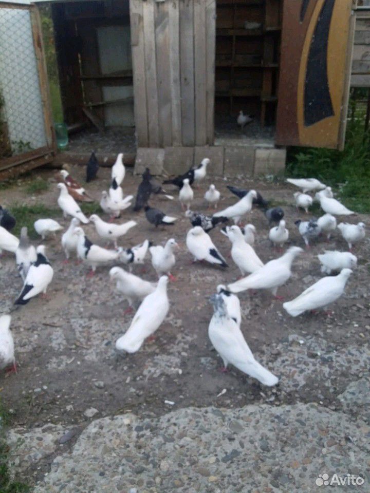 Бакинские голуби купить на Зозу.ру - фотография № 4