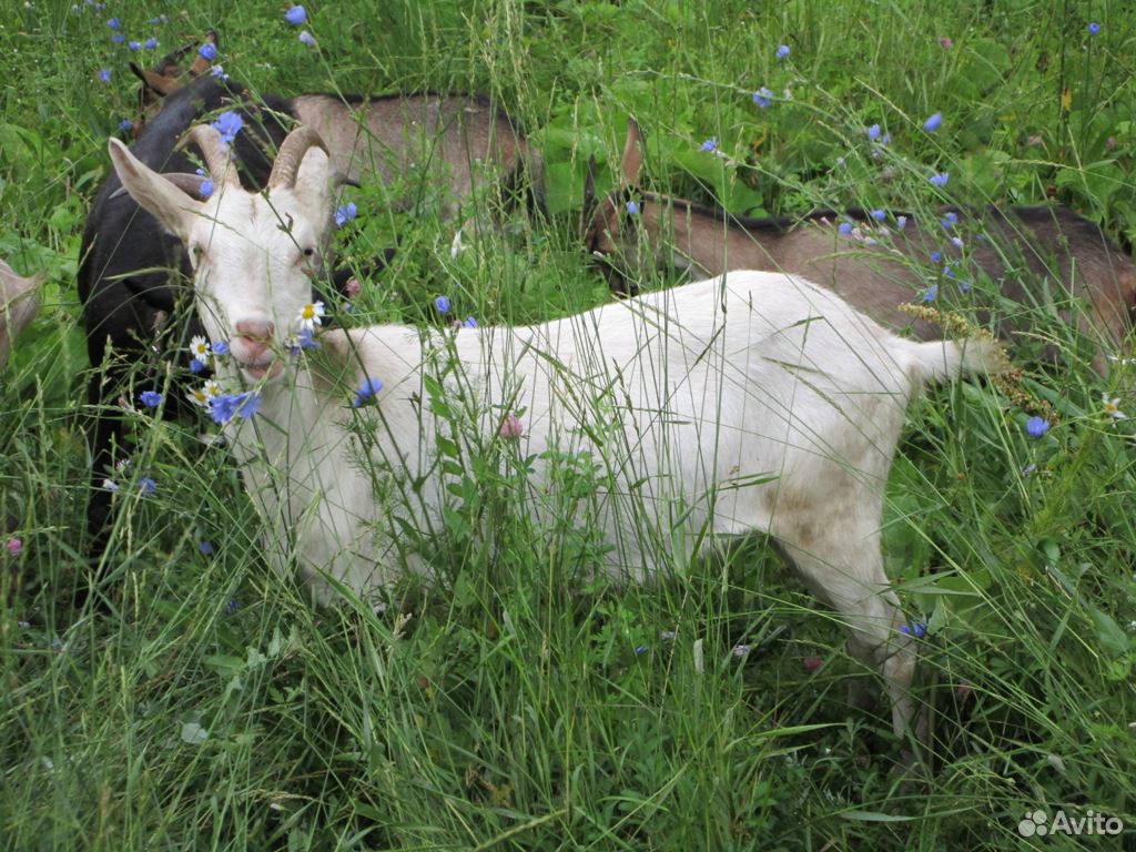 Молодая дойная коза купить на Зозу.ру - фотография № 4