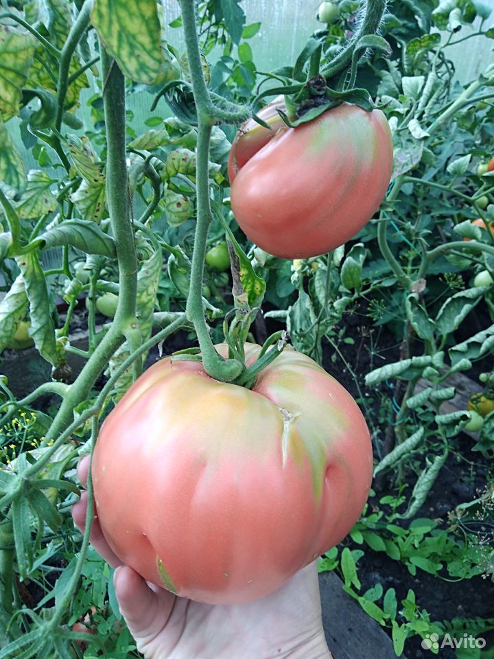 Домашняя помидора помидоры купить на Зозу.ру - фотография № 6
