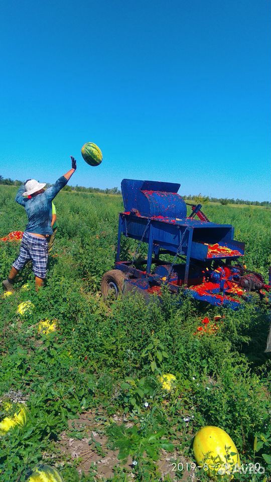 Семена арбуза каристан,атаман,барака купить на Зозу.ру - фотография № 5
