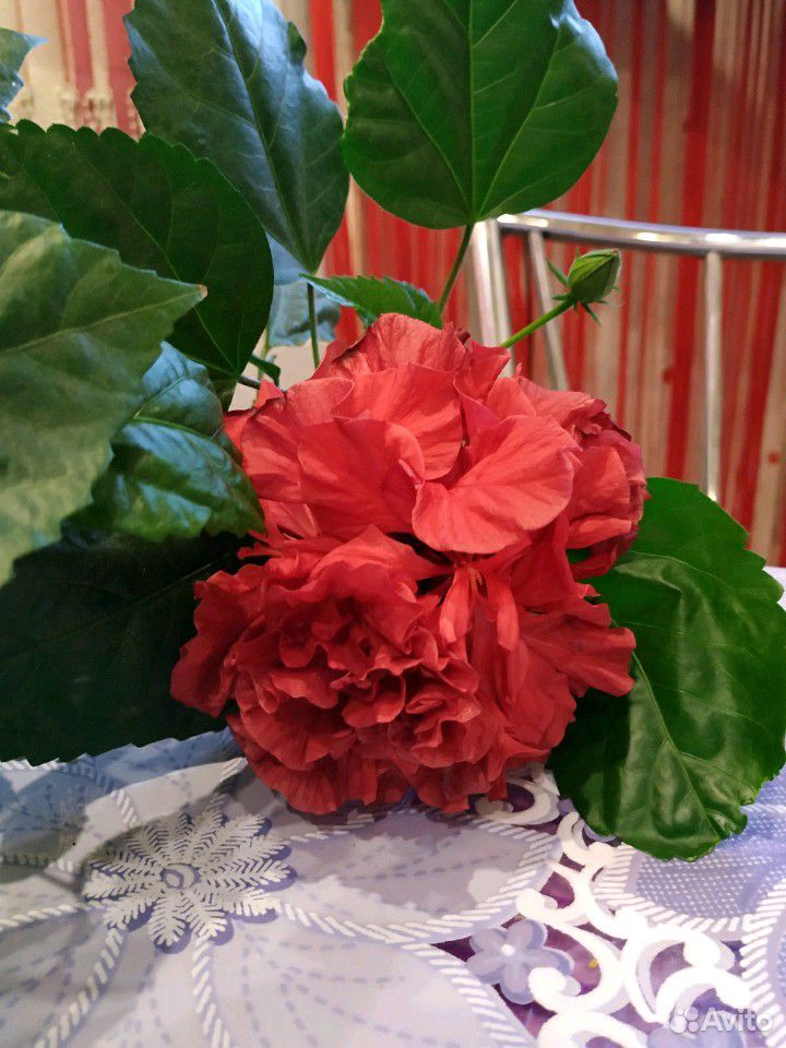 Розы комнатные купить на Зозу.ру - фотография № 7