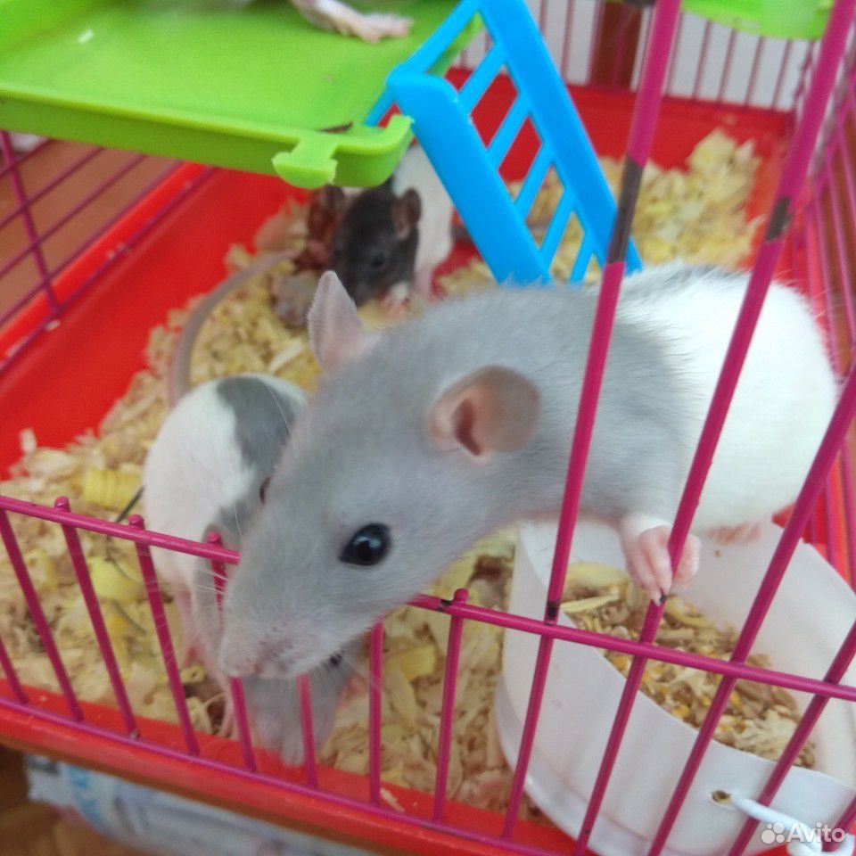 Крысы бесплатно купить на Зозу.ру - фотография № 2