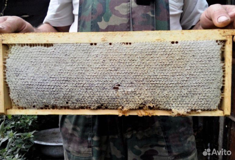 Натуральный мёд с разнотравья купить на Зозу.ру - фотография № 2