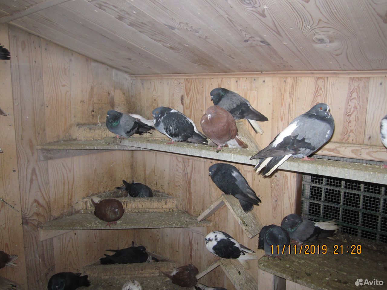 Продам Николаевских голубей в кол-ве 100 штук купить на Зозу.ру - фотография № 10