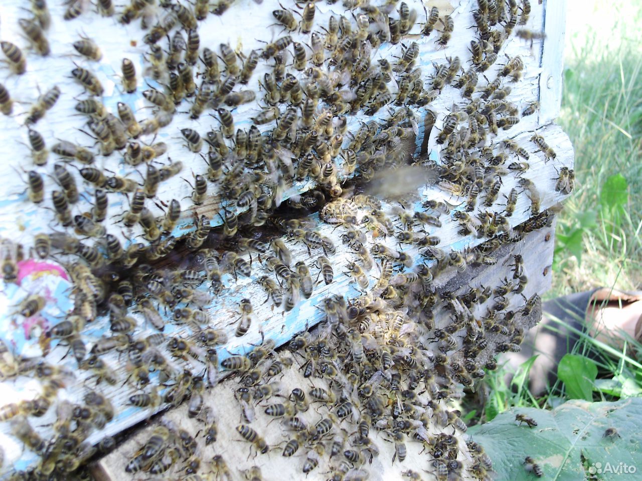 Пчеломатки купить на Зозу.ру - фотография № 9