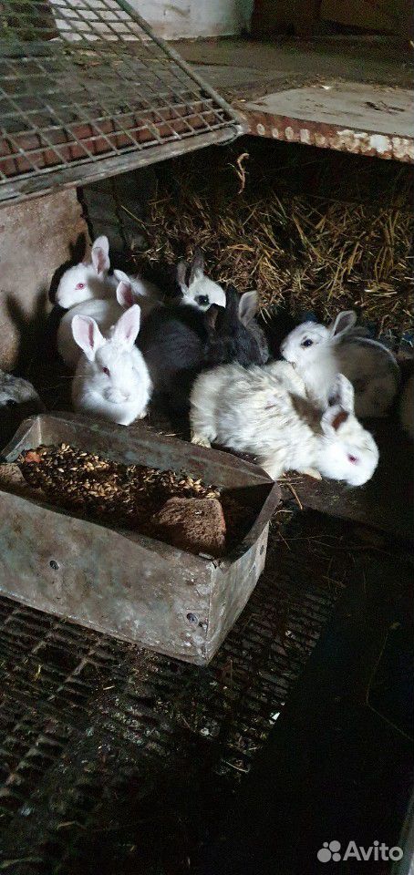 Крольчата, кролики купить на Зозу.ру - фотография № 4