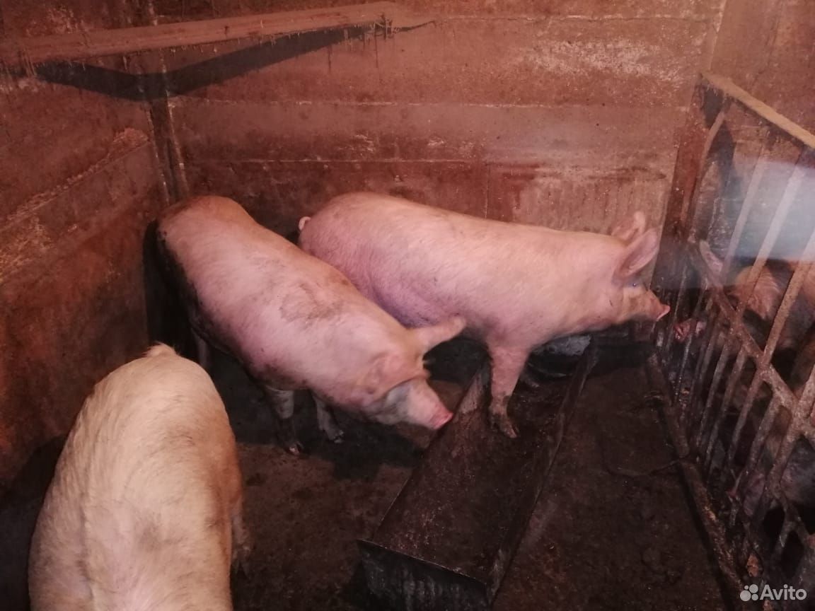 Продам свиней на мясо купить на Зозу.ру - фотография № 3