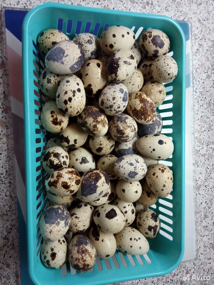 Перепелиное яйцо купить на Зозу.ру - фотография № 2