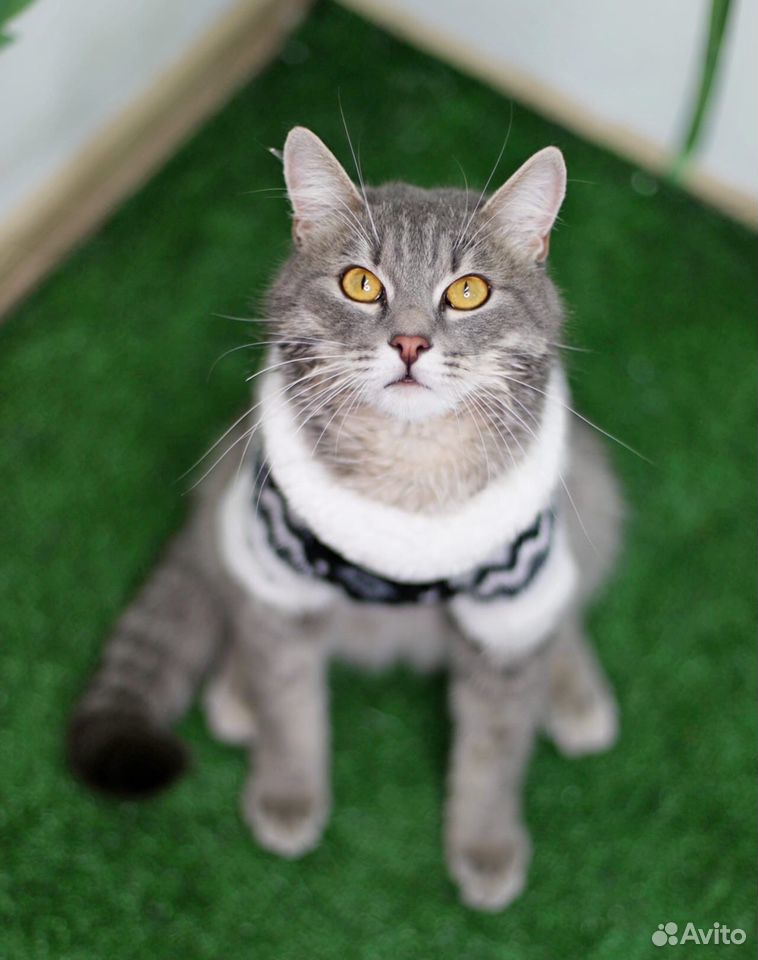 Котик Шон- роскошный котяра ищет дом купить на Зозу.ру - фотография № 2