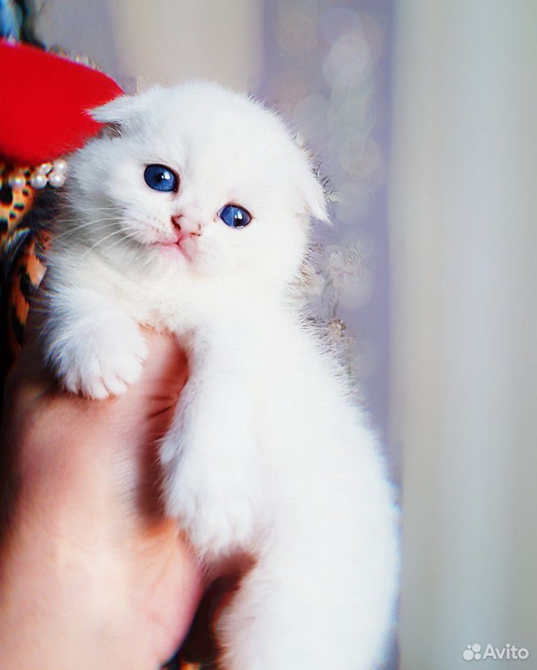 Прекрасный плюшевый котик с синими глазками купить на Зозу.ру - фотография № 5