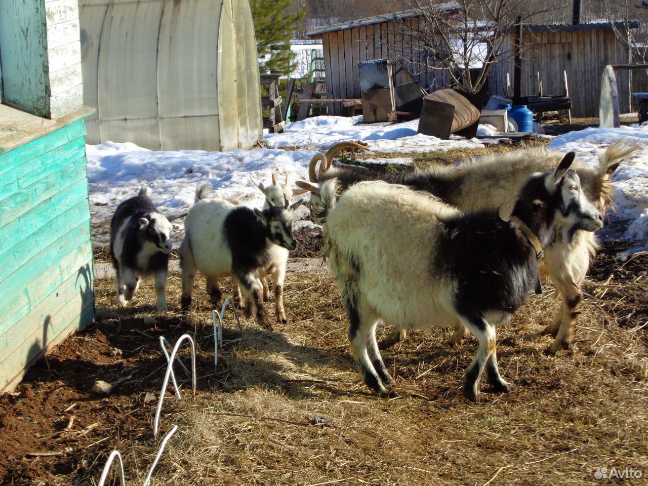Продам козу и козлят купить на Зозу.ру - фотография № 1