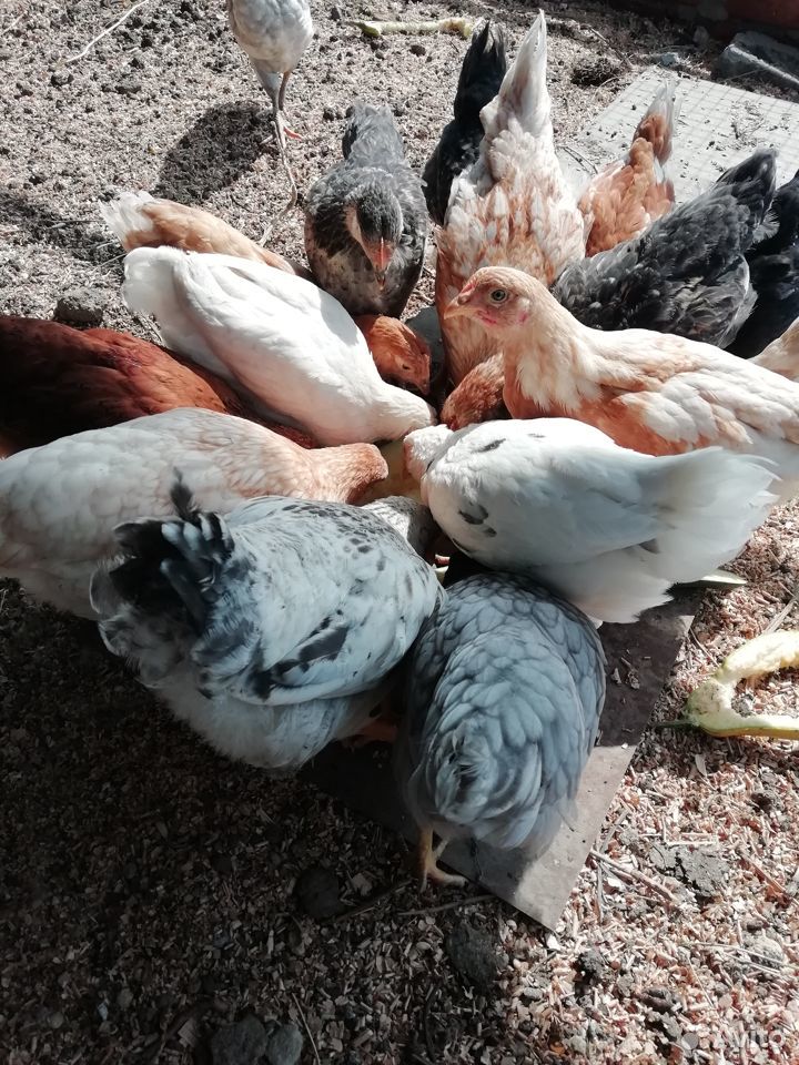 Цыплята куриц-несушек купить на Зозу.ру - фотография № 8