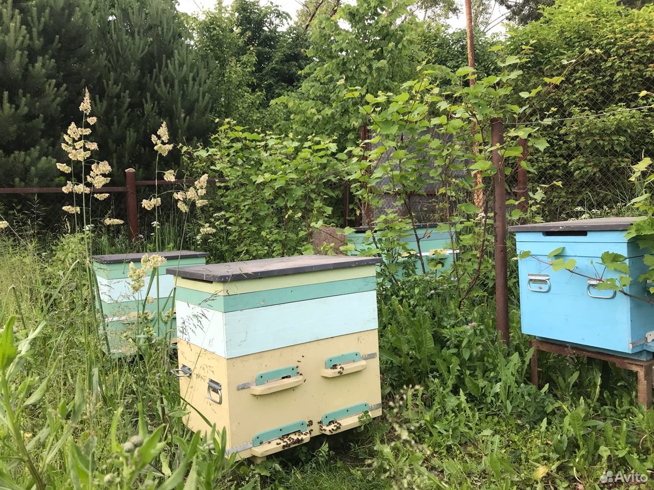 Пчелы с новыми домиками купить на Зозу.ру - фотография № 4
