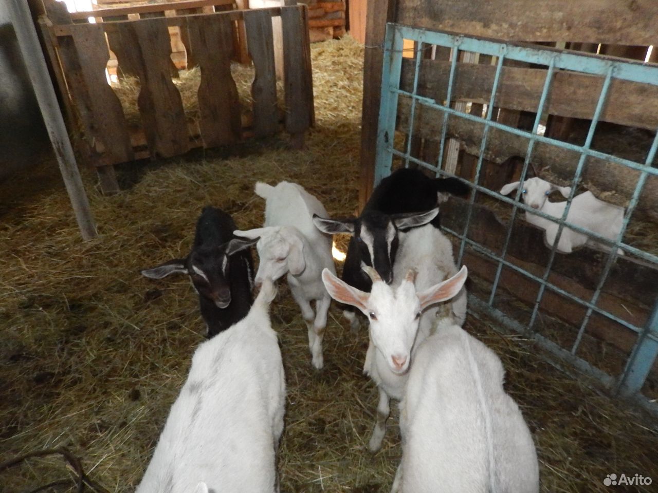 Предлагаю молочных коз с козлятами купить на Зозу.ру - фотография № 7