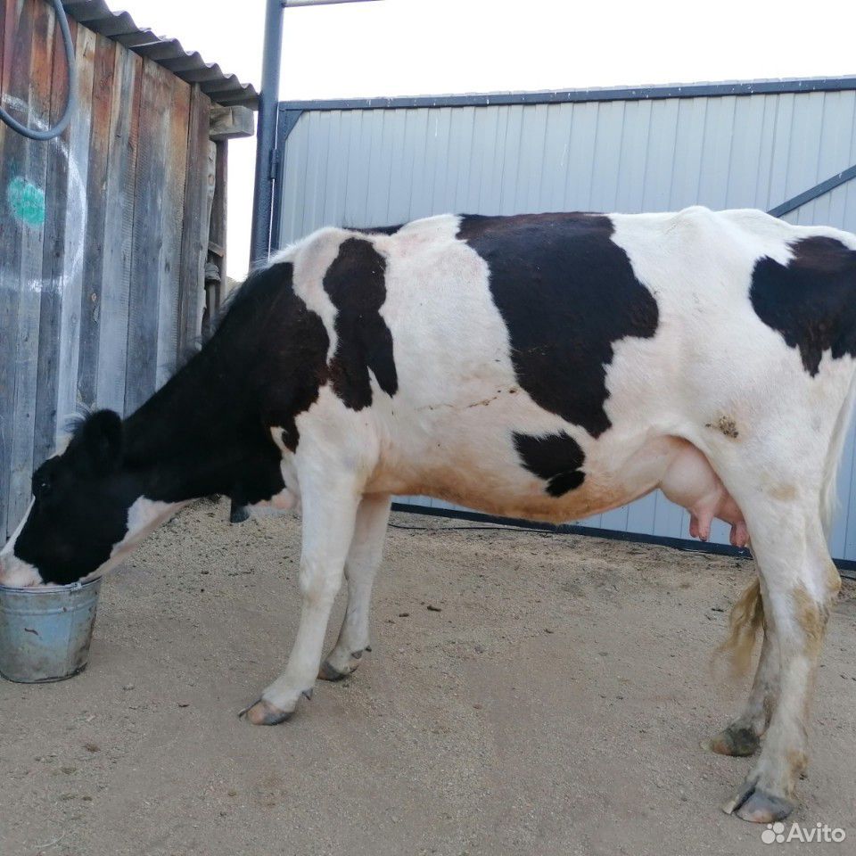 Корова. корова с теленком, тёлка купить на Зозу.ру - фотография № 2