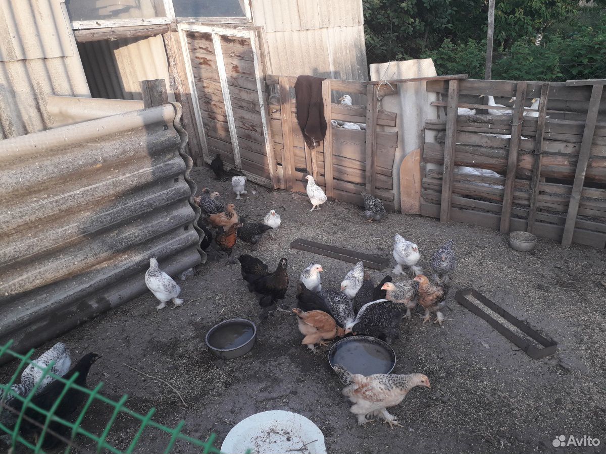 Цыплята подрощеные купить на Зозу.ру - фотография № 3