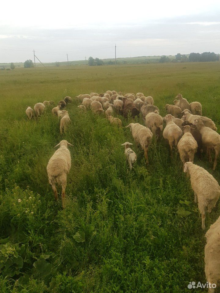 Бараны, овцы, ягнята купить на Зозу.ру - фотография № 1