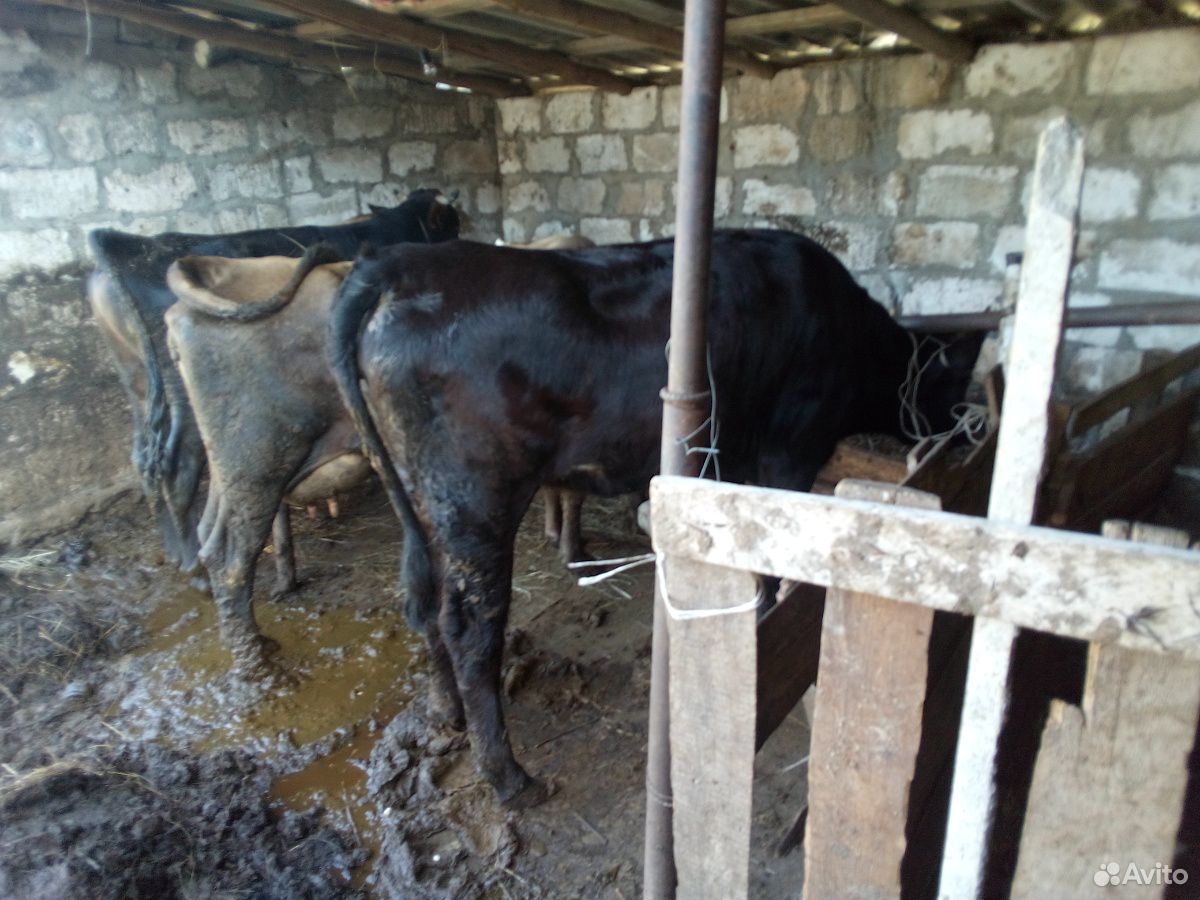 Коровы,бык,телята купить на Зозу.ру - фотография № 5