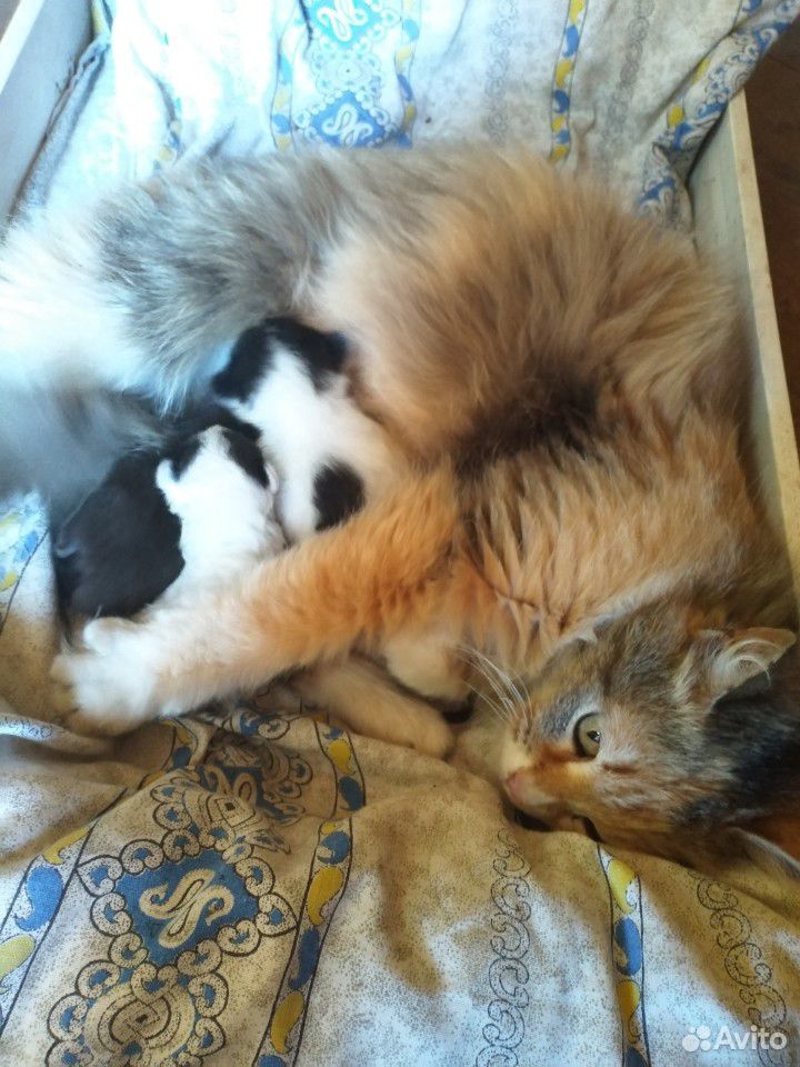 Пристраиваю кошку с котятами купить на Зозу.ру - фотография № 5