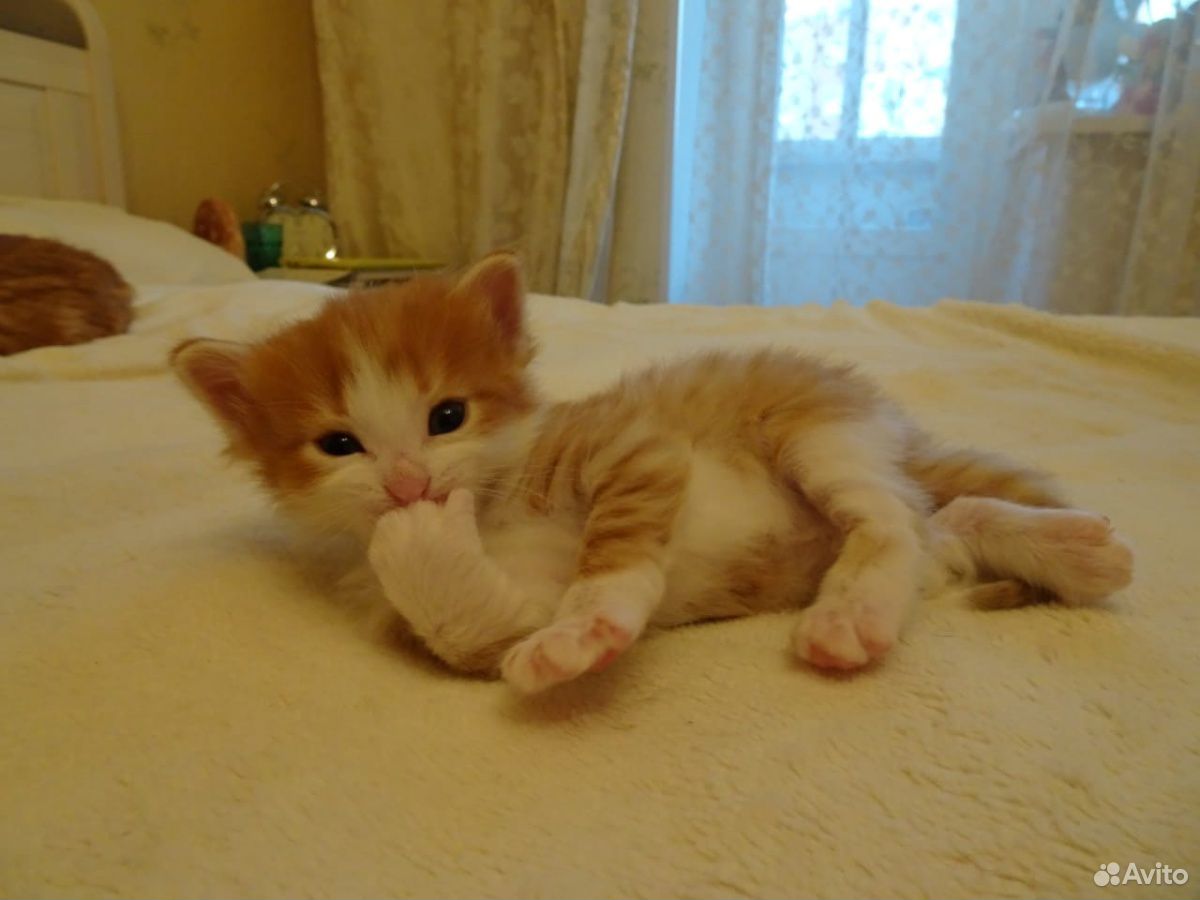 Отдам рыжих котят в добрые руки купить на Зозу.ру - фотография № 3
