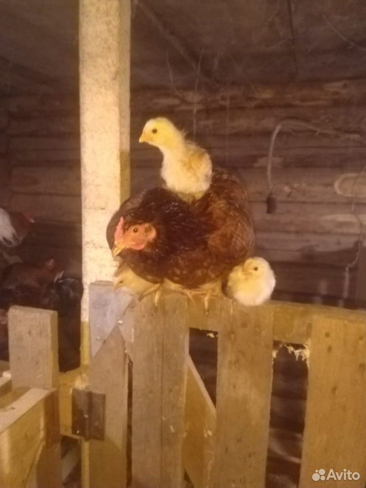 Цыплята от домашних цветных кур купить на Зозу.ру - фотография № 4