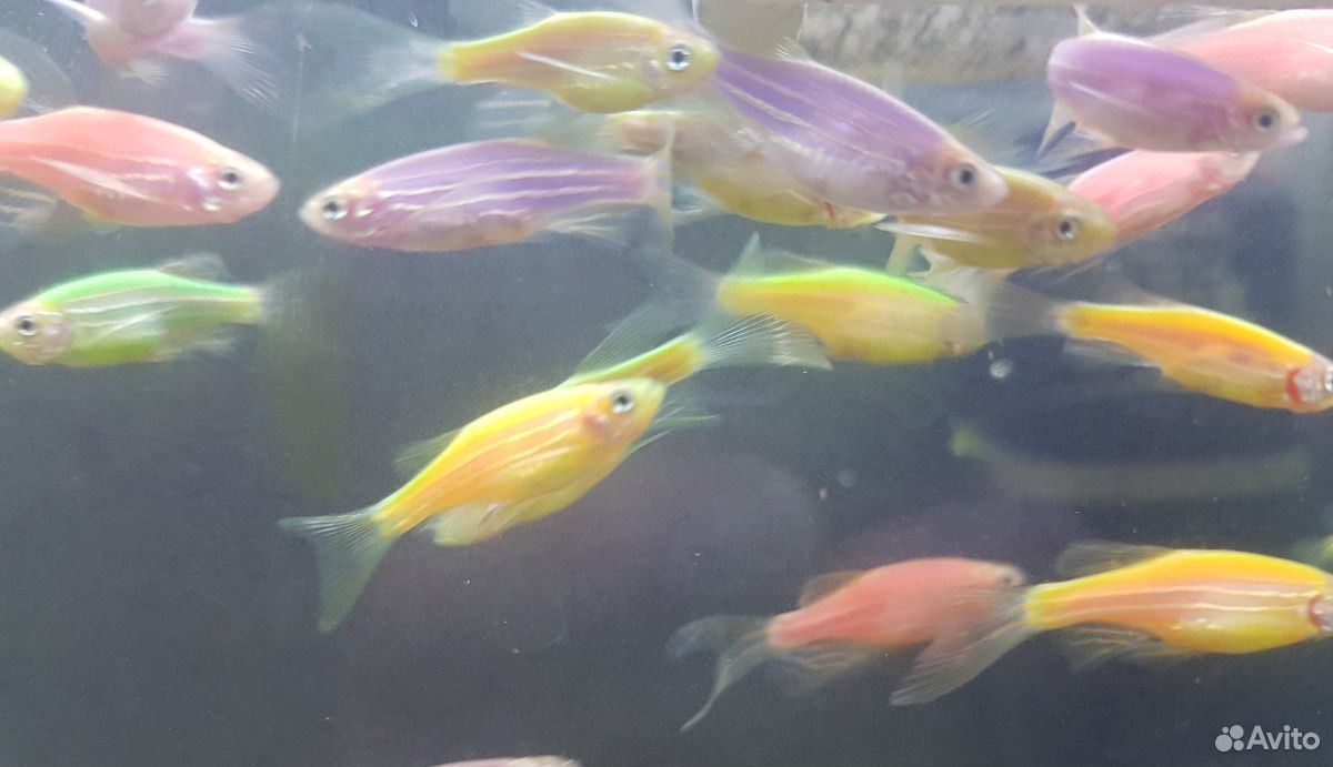 Рыбаданио GLO fish - светящиеся, флуоресцентные купить на Зозу.ру - фотография № 1