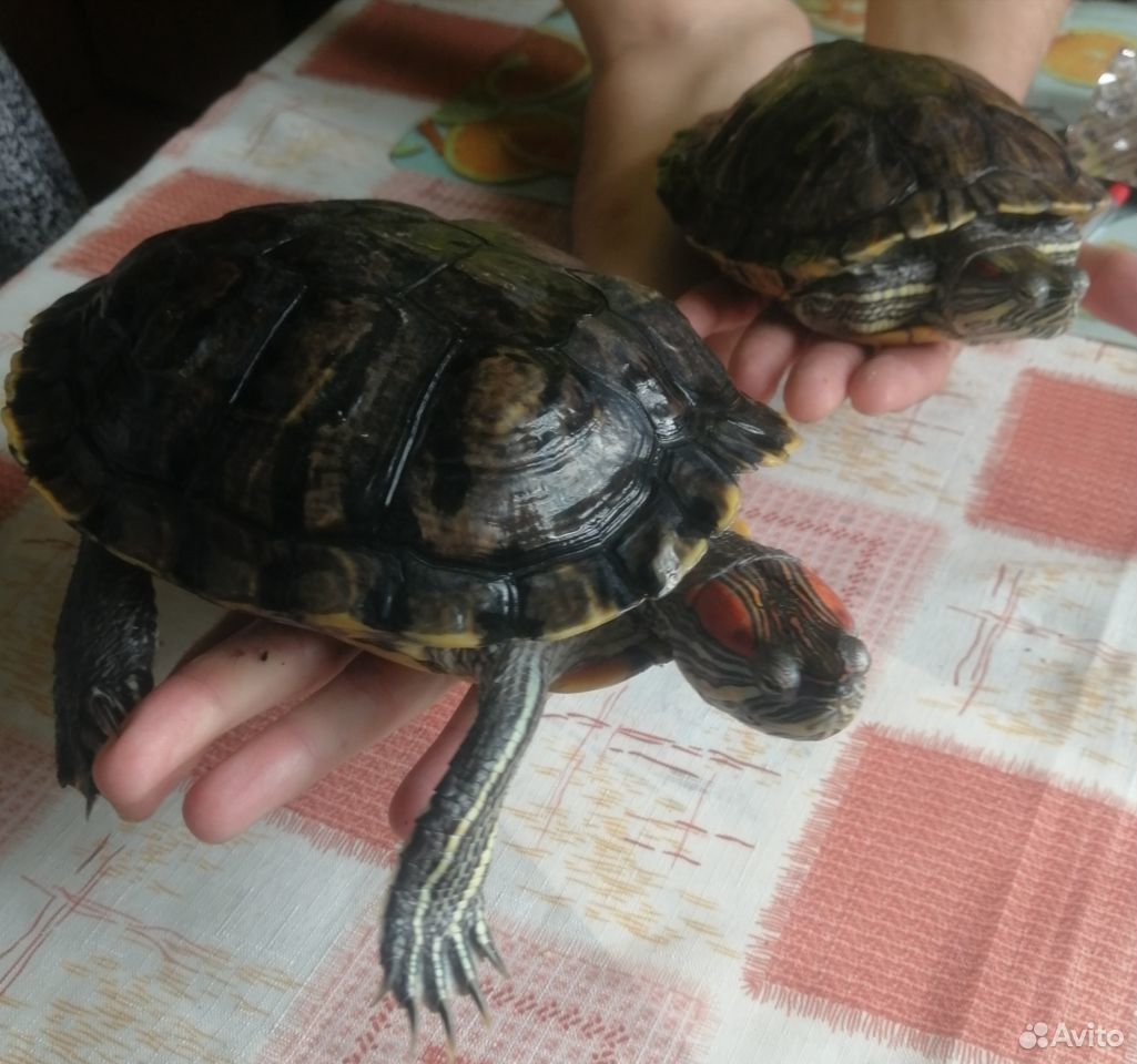 Красноухие черепахи и аквариум купить на Зозу.ру - фотография № 5