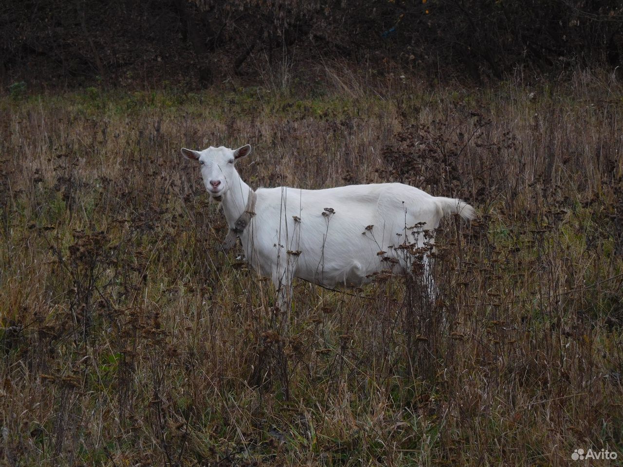 Козлята от породных коз купить на Зозу.ру - фотография № 6