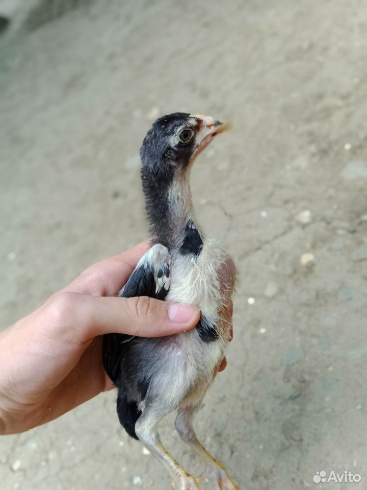 Бойцовая птица, цыплята купить на Зозу.ру - фотография № 4